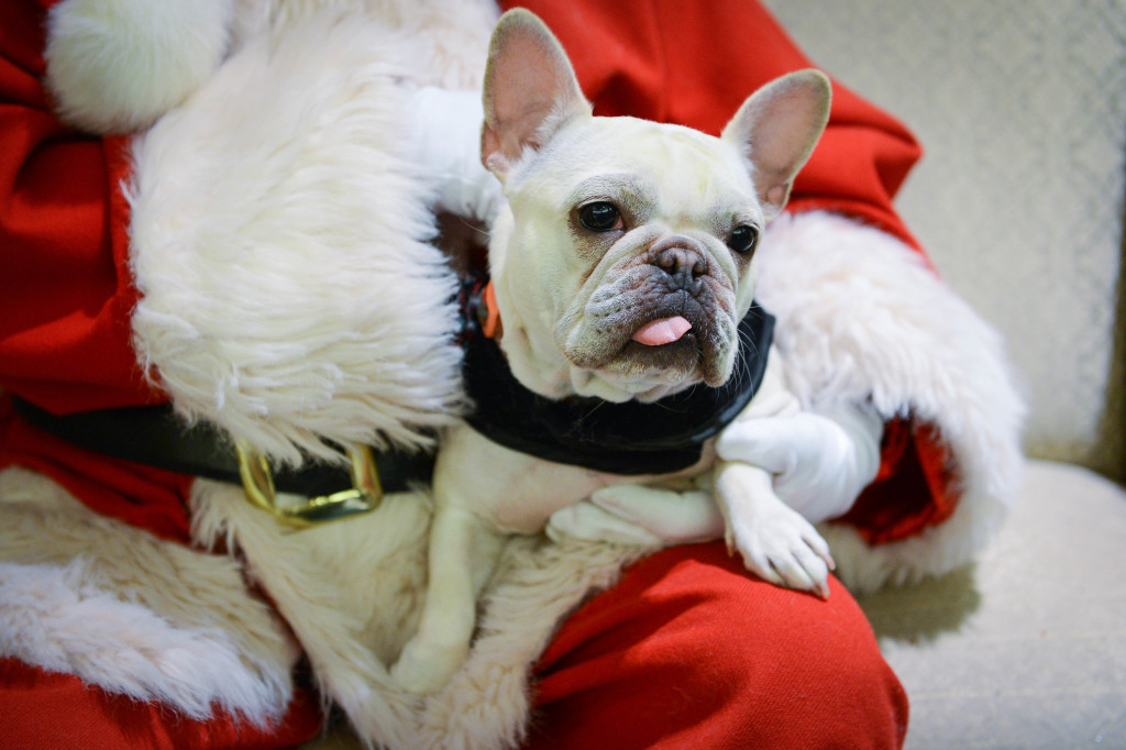 Daize, 1 1/2, got very comfortable on Santa's lap during her photo session Wednesday, Dec. 17 at Westfield Sarasota Square. STAFF PHOTO / RACHEL S. O'HARA