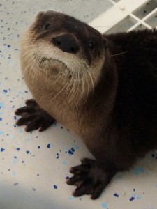 An otter, nicknamed by a sponsor, "Jane Eyre," will be one of three at a special exhibit at Mote Marine Laboratory this month. (PHOTO COURTESY OF MOTE MARINE LABORATORY AND AQUARIUM)