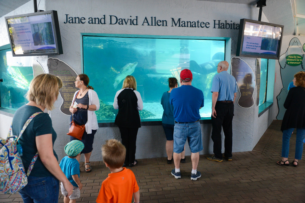 People crowd around the Jane and David Allen Manatee Habitat as they wait to see Hugh and Buffett make their Super Bowl 50 predictions Thursday, February 4 at Mote's Ann and Alfred E. Goldstein Marine Mammal Research and Rehabilitation Center. Photo by Rachel S. O'Hara