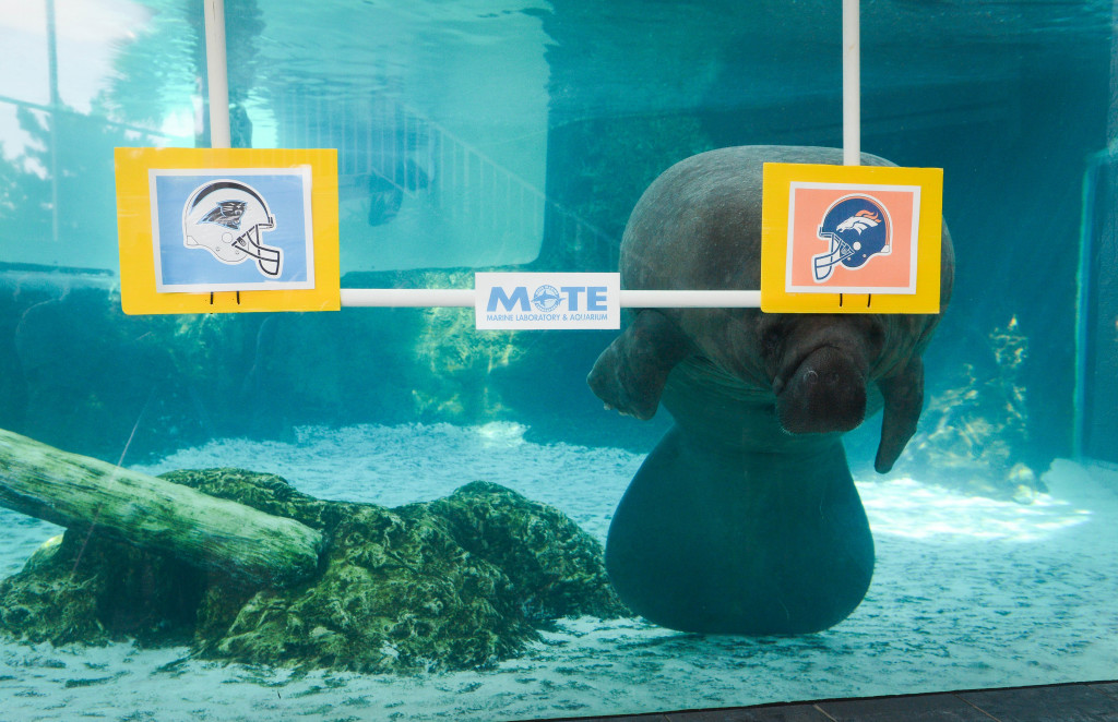 Buffett predicted that the Denver Broncos will win Super Bowl 50 Thursday, February 4 at Mote's Ann and Alfred E. Goldstein Marine Mammal Research and Rehabilitation Center. Buffett has been right seven out of eight times. Photo by Rachel S. O'Hara