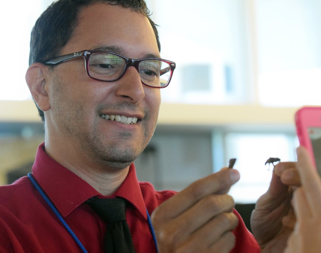 Herald-Tribune and unravel reporter Carlos Munoz holds up two crickets before eating them. Photo by Shelby Webb