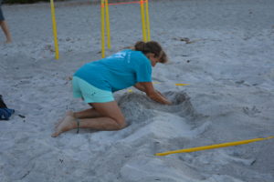 digging for sea turtle eggs