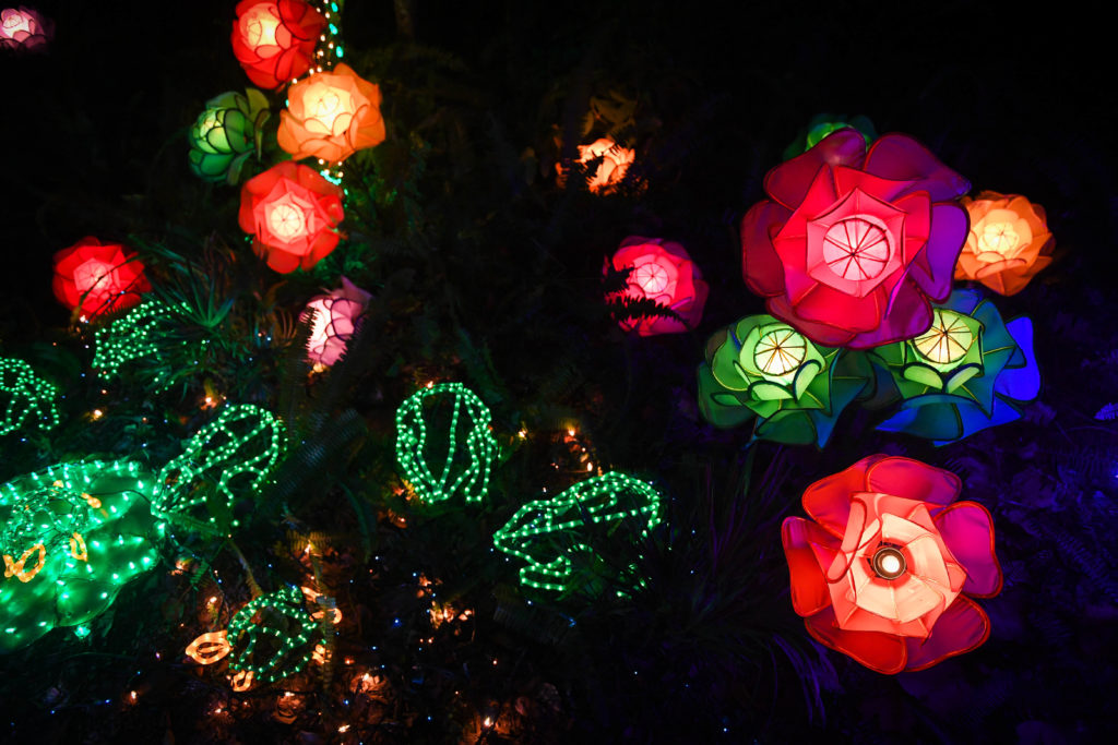 The 2016 Lights in Bloom display is ready for visitors at Marie Selby Botanical Gardens in Sarasota. The display, with nearly a million lights, will run nightly December 16-23 and December 26-30 from 6 to 9 p.m. The lighting was done by Affairs In The Air. Herald-Tribune staff photo / Rachel S. O'Hara